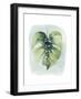 Paradise Palm Leaves I-Grace Popp-Framed Art Print