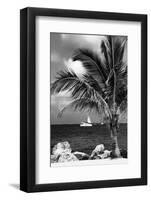 Paradise Palm Tree with a Sailboat on the Ocean - Florida-Philippe Hugonnard-Framed Photographic Print