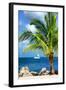 Paradise Palm Tree with a Sailboat on the Ocean - Florida-Philippe Hugonnard-Framed Photographic Print