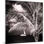 Paradise Palm Tree with a Sailboat on the Ocean - Florida-Philippe Hugonnard-Mounted Photographic Print