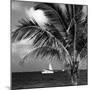 Paradise Palm Tree with a Sailboat on the Ocean - Florida-Philippe Hugonnard-Mounted Photographic Print