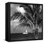 Paradise Palm Tree with a Sailboat on the Ocean - Florida-Philippe Hugonnard-Framed Stretched Canvas