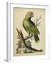 Paradise Parrots V-George Edwards-Framed Art Print