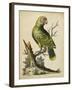 Paradise Parrots V-George Edwards-Framed Art Print