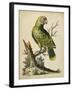 Paradise Parrots V-George Edwards-Framed Art Print