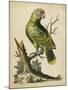 Paradise Parrots V-George Edwards-Mounted Art Print