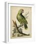 Paradise Parrots V-George Edwards-Framed Art Print