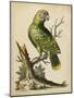 Paradise Parrots V-George Edwards-Mounted Art Print