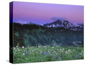 Paradise Twilight, Mt. Rainier National Park, Washington, USA-Rob Tilley-Stretched Canvas