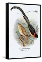 Paradise Whydah-Arthur G. Butler-Framed Stretched Canvas