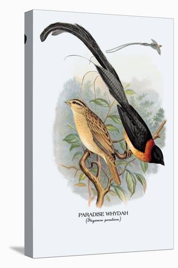 Paradise Whydah-Arthur G. Butler-Stretched Canvas