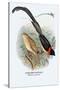 Paradise Whydah-Arthur G. Butler-Stretched Canvas