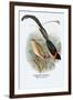 Paradise Whydah-Arthur G. Butler-Framed Art Print