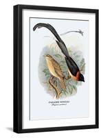 Paradise Whydah-Arthur G. Butler-Framed Art Print