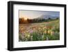 Paradise Wildflower Meadows I-Alan Majchrowicz-Framed Photographic Print