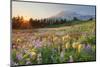 Paradise Wildflower Meadows I-Alan Majchrowicz-Mounted Photographic Print