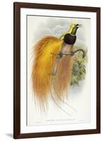 Paradisea Augustae Victoriae, 1891-1898-William Hart-Framed Giclee Print