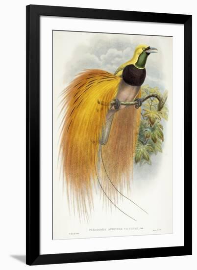 Paradisea Augustae Victoriae, 1891-1898-William Hart-Framed Giclee Print