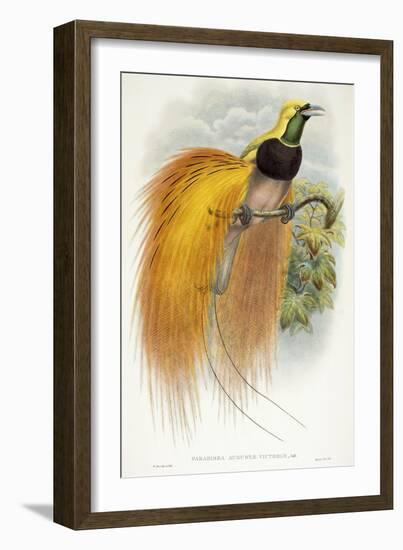 Paradisea Augustae Victoriae, 1891-1898-William Hart-Framed Giclee Print