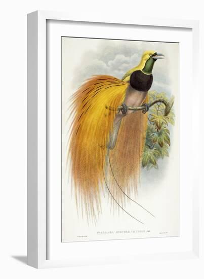 Paradisea Augustae Victoriae, 1891-1898-William Hart-Framed Giclee Print