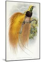 Paradisea Augustae Victoriae, 1891-1898-William Hart-Mounted Giclee Print