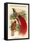 Paradisea Decora - Grey-Chested Bird of Paradise-John Gould-Framed Stretched Canvas