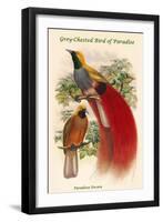 Paradisea Decora - Grey-Chested Bird of Paradise-John Gould-Framed Art Print