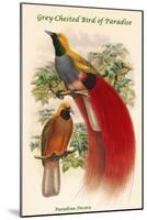 Paradisea Decora - Grey-Chested Bird of Paradise-John Gould-Mounted Art Print