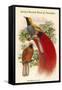 Paradisea Decora - Grey-Chested Bird of Paradise-John Gould-Framed Stretched Canvas