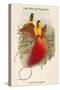 Paradisea Sanguinea - Red Bird of Paradise-John Gould-Stretched Canvas