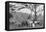 Paraguayan Tea Gathering, Paraguay, 1911-null-Framed Stretched Canvas