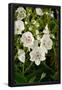 Essential Black