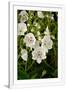 Gramercy White