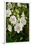 Gramercy White