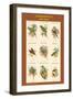 Parakeet Classroom Poster Vertical II-John Gould-Framed Art Print