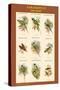 Parakeet Classroom Poster Vertical II-John Gould-Stretched Canvas