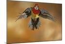 Wood Mount