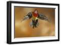 Black Frame