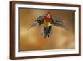 Brown Frame