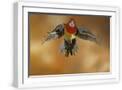 White Frame