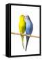 Parakeets-null-Framed Stretched Canvas