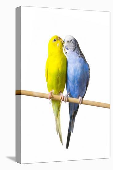 Parakeets-null-Stretched Canvas