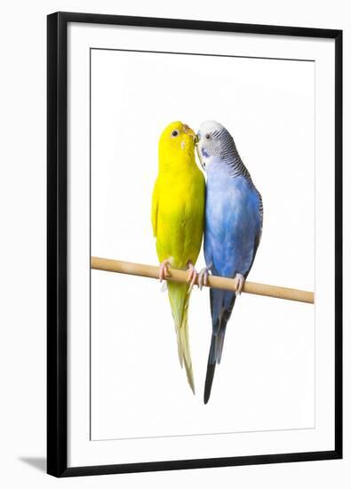 Parakeets-null-Framed Premium Photographic Print