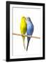 Parakeets-null-Framed Premium Photographic Print