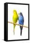 Parakeets-null-Framed Stretched Canvas