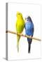 Parakeets-null-Stretched Canvas