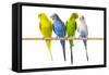Parakeets-null-Framed Stretched Canvas