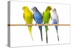 Parakeets-null-Stretched Canvas