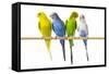 Parakeets-null-Framed Stretched Canvas