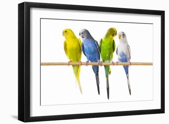 Parakeets-null-Framed Premium Photographic Print